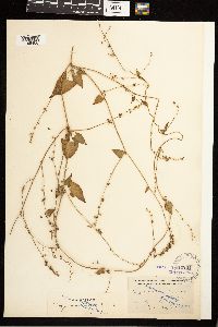 Fallopia convolvulus image