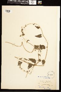 Fallopia convolvulus image