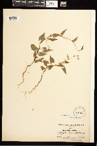 Fallopia convolvulus image