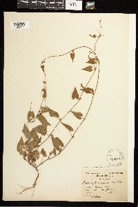 Fallopia convolvulus image