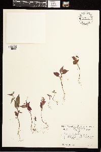 Fallopia convolvulus image