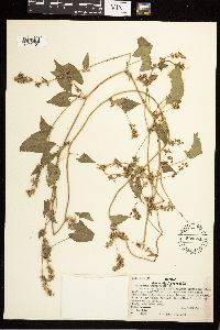 Fallopia convolvulus image