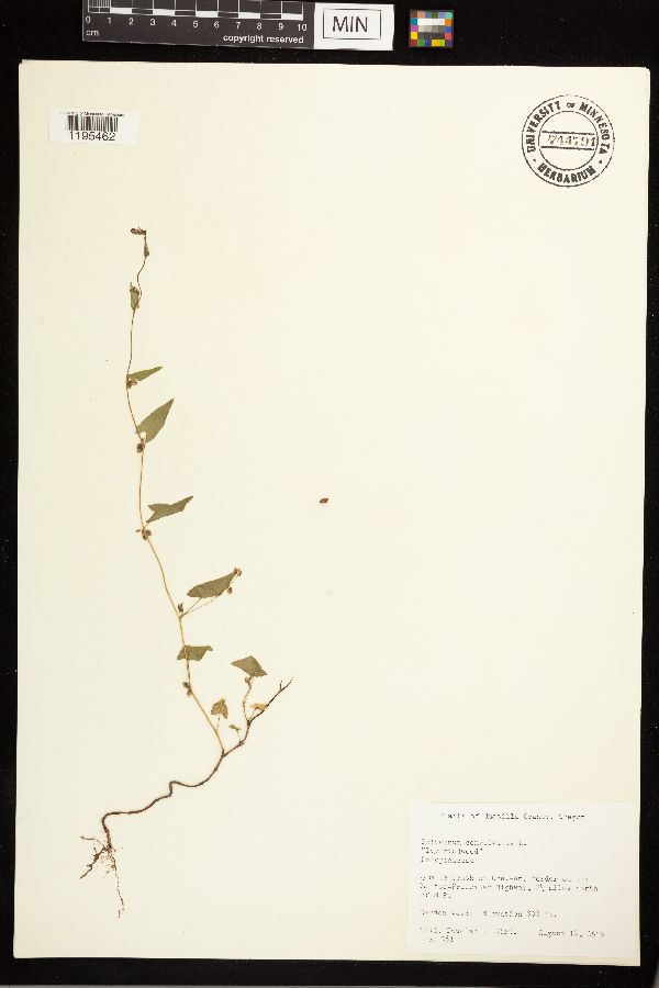 Fallopia convolvulus image