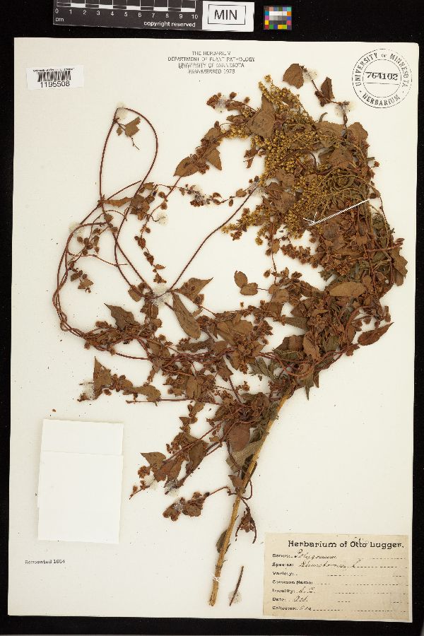 Fallopia dumetorum image