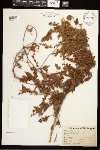Media resource of Fallopia dumetorum