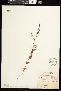 Fallopia dumetorum image