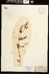 Fallopia dumetorum image