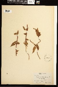 Fallopia dumetorum image