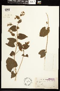 Fallopia dumetorum image