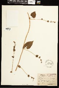 Fallopia dumetorum image