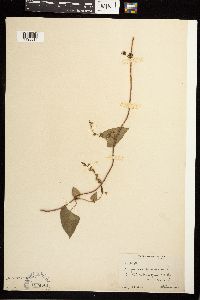 Fallopia dumetorum image