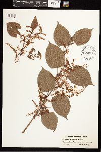 Fallopia japonica image