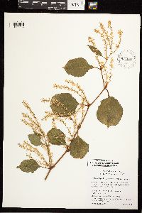 Fallopia japonica image