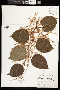 Fallopia japonica image