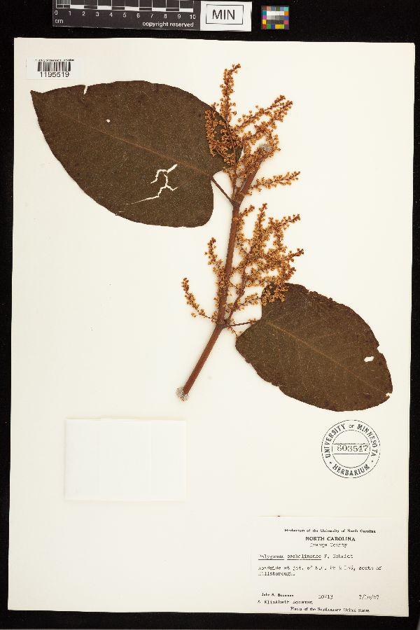 Fallopia sachalinensis image