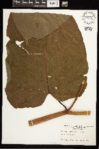 Fallopia sachalinensis image