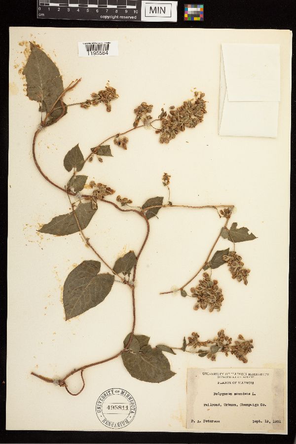 Fallopia scandens image