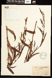 Persicaria hydropiperoides image