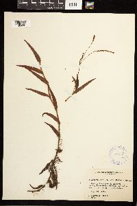 Persicaria hirsuta image