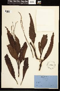 Persicaria glabra image