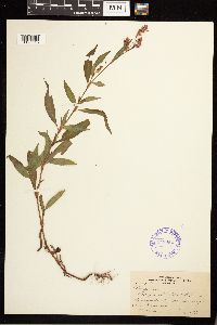 Persicaria maculosa image
