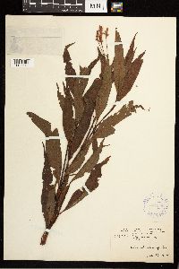 Persicaria setacea image