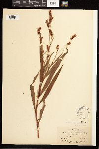 Persicaria glabra image