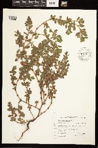 Polygonum achoreum image
