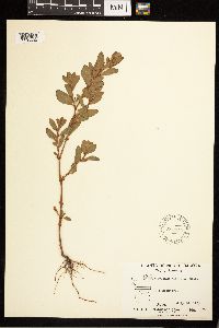Polygonum achoreum image
