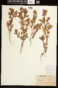 Polygonum achoreum image