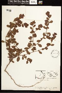 Polygonum achoreum image