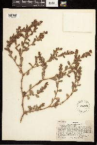 Polygonum achoreum image