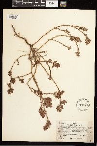 Polygonum achoreum image