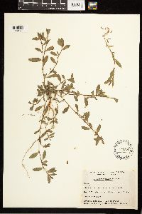 Polygonum achoreum image