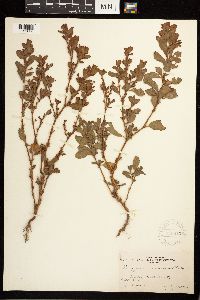 Polygonum achoreum image