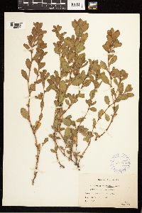 Polygonum achoreum image