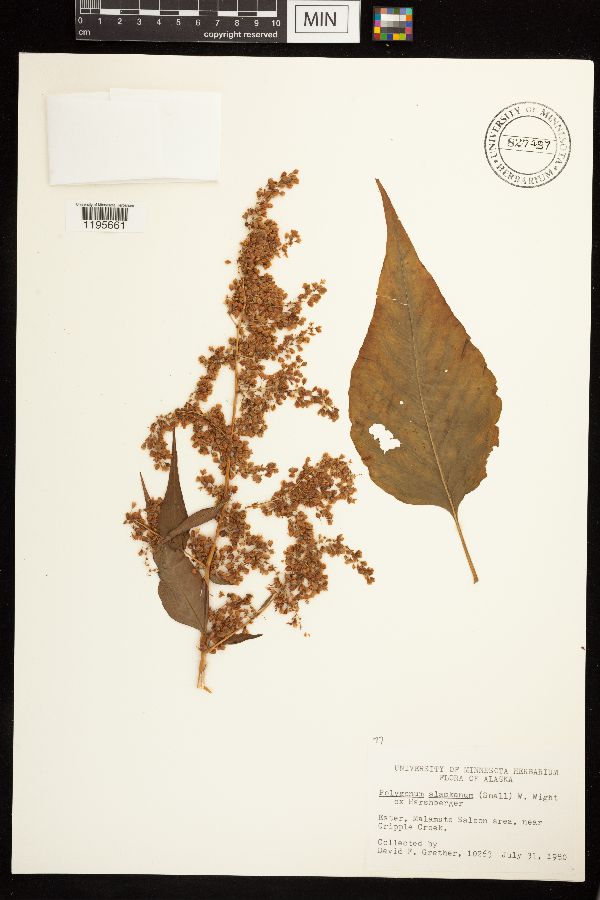 Persicaria alpina image