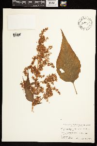 Media resource of Persicaria alpina