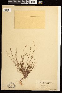 Thumbnail image of current specimen