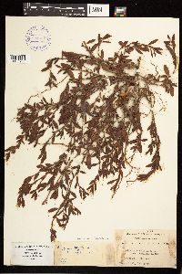 Polygonum aviculare image