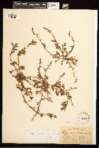 Polygonum aviculare image