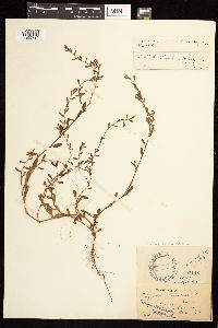 Polygonum aviculare image