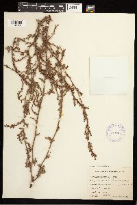 Polygonum aviculare image