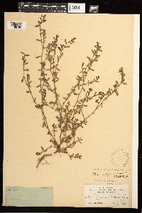Polygonum aviculare image