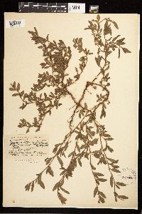 Polygonum aviculare image