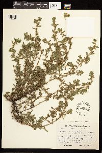 Polygonum aviculare image