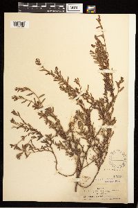 Polygonum aviculare image