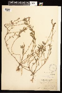 Polygonum aviculare image