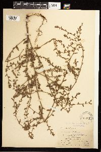 Polygonum aviculare image