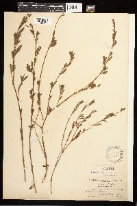 Polygonum aviculare image